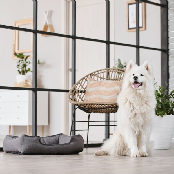 PET-FRIENDLY DECOR: DESIGNING A HOME THAT WORKS FOR YOU AND YOUR FURRY FRIENDS